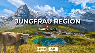 Jungfrau Region, Switzerland🇨🇭Gorgeous Hike With Alpine Peaks, Cows and Trains in 4K HDR