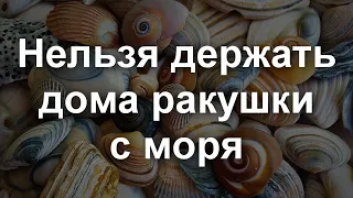 Можно или нельзя держать ракушки дома