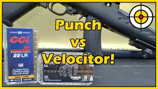 Does It Even Stand a Chance? .22lr Federal Punch vs CCI Velocitor, Ballistic Gel Test!