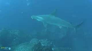 Best of Sharks - Cocos Island