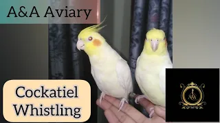 Cockatiel whistling| handtame birds| @aaaviary2702