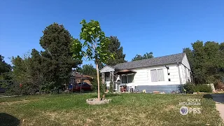 Local foresters use trees to combat extreme heat in Denver's historically underserved neighborhoods