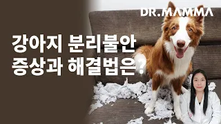 강아지 분리불안 증상과 예방법은?