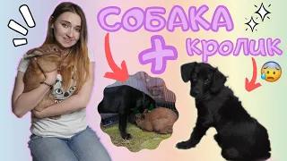 СОБАКА и ДЕКОРАТИВНЫЙ КРОЛИК!  ЗНАКОМСТВО СОБАКИ И КРОЛИКА!  РЕАКЦИЯ СОБАКИ И КРОЛИКА!