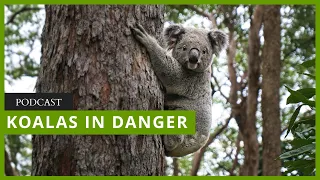 Koala conservation delays as government leaders rely on faulty offsets