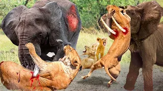 Shocking Video! The Elephant Madly Kills The Lions To Avenge The Death Of The Baby Elephant