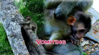 Severe Head Trauma - Poor baby Lola falling down high tree - Lola severe vomiting