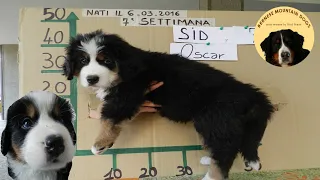 HOW BIG DOES BERNESE MOUNTAIN DOG PUPPY GROW? This is Oscar from 0 to 4 months WEEK BY WEEK