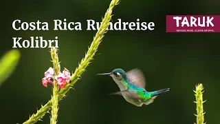 Costa Rica-Reise: Kolibri - Dschungel intensiv, aktive Vulkane & naturnahe Übernachtungen | Filmbuch