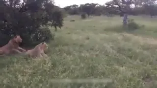 Lion suddenly shocked by pig