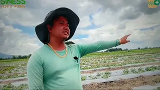 OFW Nagtanim Ng Pakwan At Melon Sa 20Hectares Na Lupa/MagkanoKinita?