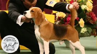 From the WKC Archives: Uno the Beagle