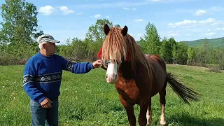 ПОВАЖНІ ГОСПОДАРІ ВАСКУЛИ🔥ТА КРАСИВІ ПОВАЖНІ КОНІ🐴 АРТУР ФРАНЦУЗ І ПОЛІНА 🔥💣