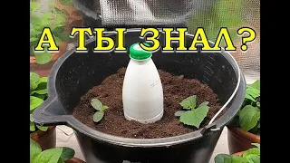 ОГУРЦЫ в ВЕДРАХ: сеем на ранний урожай СЕЙЧАС🥒🥒🥒