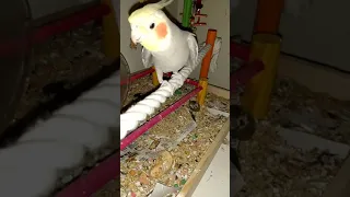 rare cockatiel whistle Queen another one rides the bus song