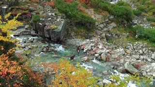 Кодар. Про оленей и людей.