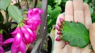 Injerto de cactus de navidad | Injerto de árboles para tener una hermosa maceta p2