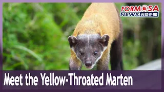 Meet the yellow-throated marten, an adorable mammal species living in Taiwan’s mountains