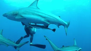 Aliwal Shoal 31 12 2020 Shark Dive