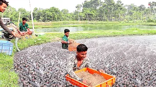 Dampak Pakan Pelet pada kesehatan Ikan Lele Hibrida yang penting secara komersial di kolam P-3