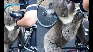 Koala approaches cyclist for drink from water bottle in Australia News december 27