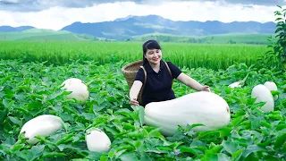 How to Harvest White Eggplant, Goes To The Market Sell - Harvesting and Cooking | Tieu Vy Daily Life