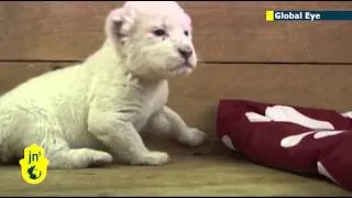 Funny Videos- Lion Cub Giving Us His Best Roar