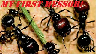 Messor Barbarus my new favorite Species and here's why!