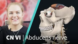 Anatomy Dissected: Cranial Nerve VI (abducens nerve)