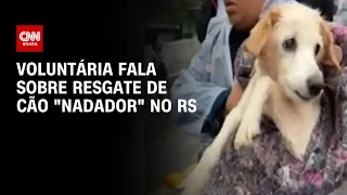 Voluntária fala sobre resgate de cão "nadador" no RS | BRASIL MEIO-DIA