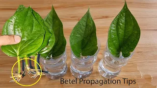 Betel growing tips in water l simple but effective method
