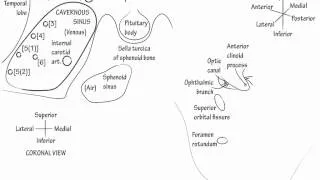 Cavernous Sinus- Draw it to Know it, Neuroanatomy