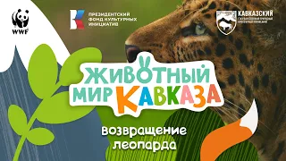 Животный мир Кавказа - Возвращение леопарда