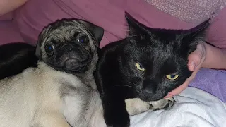 Прикол с котом и мопсом Funny Cat and Pug