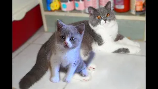 Mom Cat's Reaction to her kitten, When Kitten biting her tail