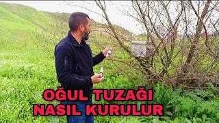 Arı oğulu yakalarken ne yapmalıyız ? basit anlatım ne fayda