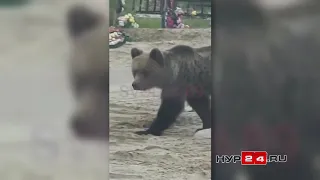 Медведи в Пангодах пришли на кладбище