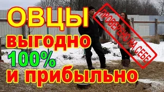 Содержание овец зимой без выпаса//100% ВЫГОДНО и ПРИБЫЛЬНО.