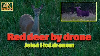 Wildlife: Red deer, moose and ducks by drone in 4K | Łania dronem | Relaxing