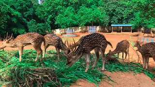 Beautiful Spotted Deer Eating A Rare Moment Part 2