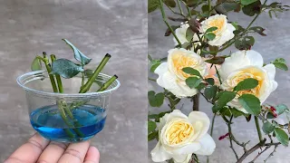 Take advantage of store bought roses to propagate, it's surprising
