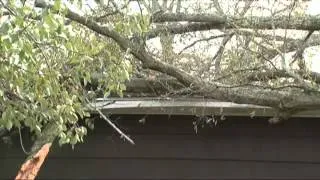 Tree falls on roof of home