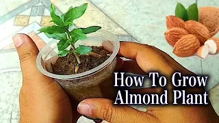 Best & Easy Method to grow an Almond tree from seeds I Best method to Grow Almond Plant Step By Step