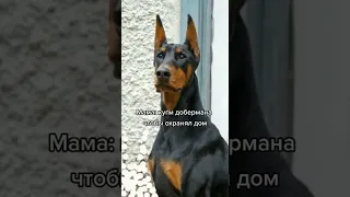 ПРИКОЛ .Что за лев этот тигр.Очень смешные видео.приколы тик ток.приколы 2021