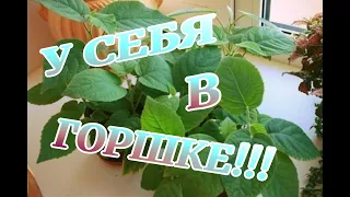 Посадка семян киви в домашних условиях. Planting kiwi seeds at home.