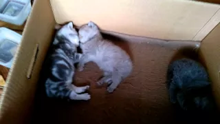 Самые милые котята (Часть 1) / Very sweet kittens (Part 1)