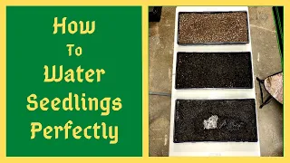 This Method Of Watering Seedlings Will Change Your Life