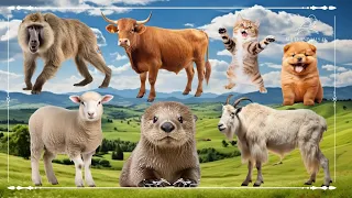 Amazing Familiar Animals Playing Sounds: Baboon, Cow, Cat, Dog, Sheep, Otter & Goat - Happy Animals