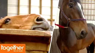 Naughty Police Horses Misbehave In Their Temporary Stables | Mounted Branch