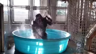 Gorilla dancing to Maniac in a pool